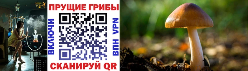 OMG tor  Новопавловск  Галлюциногенные грибы мухоморы 
